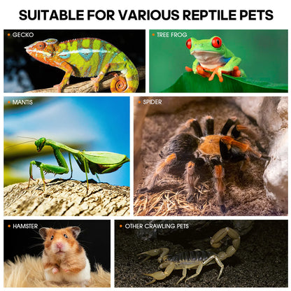 Acrylic Spider & Reptile Enclosure