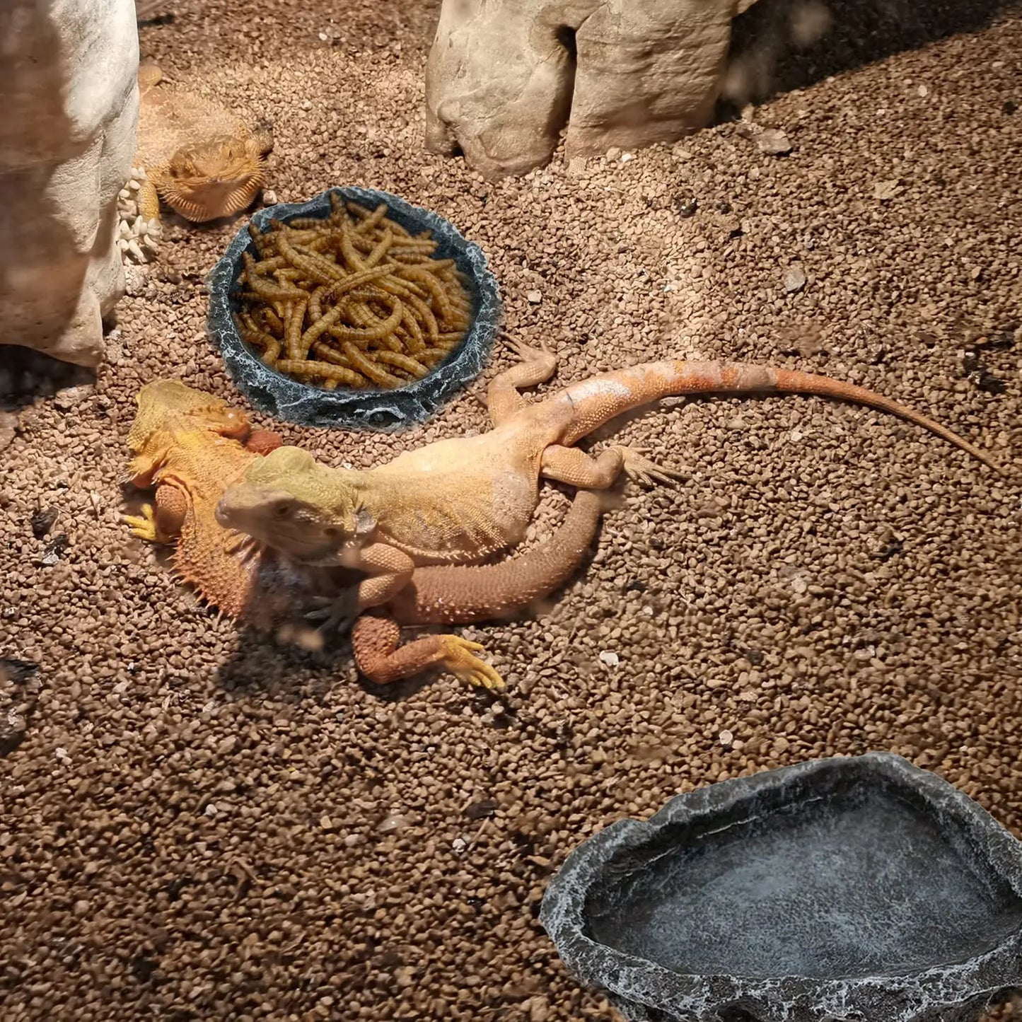 Corner Reptile Feeding Bowl – Food & Water Dish for Bearded Dragons, Geckos, Snakes & Other Reptiles